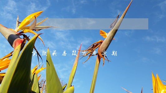 贷款买房双方有逾期 贷款买房双方有逾期