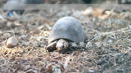 贷款买房我的逾期信息吗