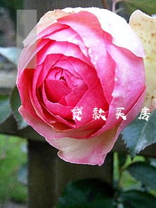 贷款买房逾期5次 贷款买房逾期5次