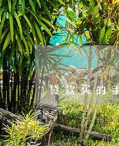 贷款买的手机逾期了怎么办 贷款买的手机逾期了怎么办