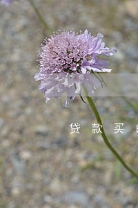 贷款买的车逾期还款怎么办 贷款买的车逾期还款怎么办