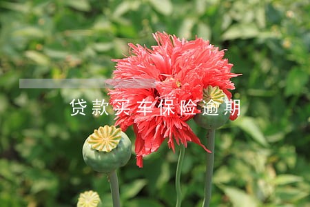 贷款买车保险逾期 贷款买车保险逾期