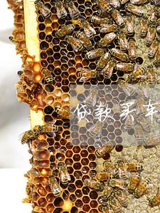 贷款买车没有逾期车被开走了 贷款买车没有逾期车被开走了