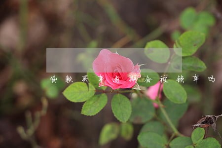 贷款买车逾期会被锁车吗