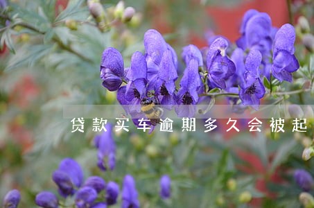 贷款买车逾期多久会被起诉 贷款买车逾期多久会被起诉