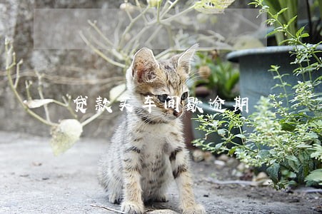 贷款买车间歇逾期 贷款买车间歇逾期