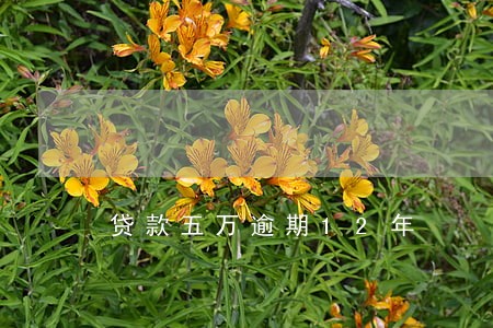贷款五万逾期12年 贷款五万逾期12年