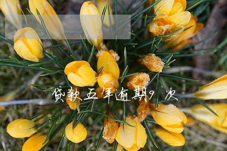 贷款五年逾期9次 贷款五年逾期9次