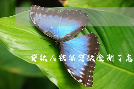 贷款人被抓贷款逾期了怎么办