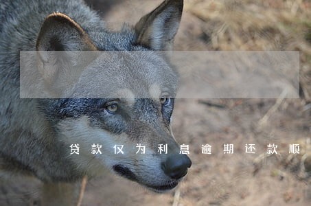 贷款仅为利息逾期还款顺序