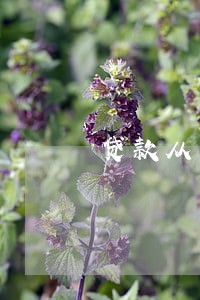 贷款从来不逾期 贷款从来不逾期
