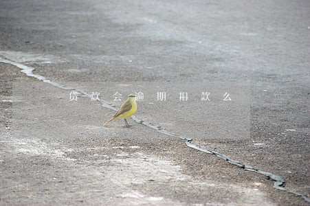 贷款会逾期扣款么
