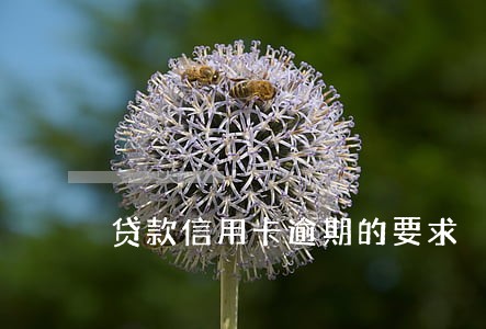 贷款信用卡逾期的要求 贷款信用卡逾期的要求