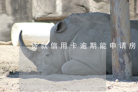 贷款信用卡逾期能申请房贷 贷款信用卡逾期能申请房贷
