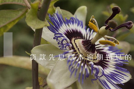 贷款先息后本逾期罚息的规定 贷款先息后本逾期罚息的规定