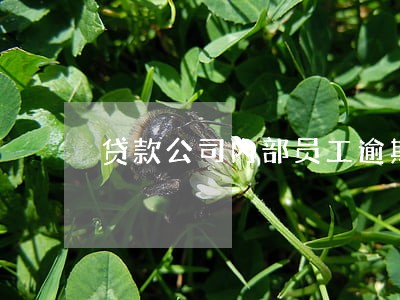 贷款公司内部员工逾期 贷款公司内部员工逾期