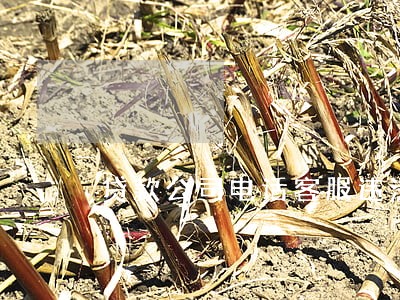 贷款公司电话客服违法吗 贷款公司电话客服违法吗