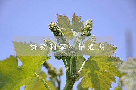 贷款利率4倍逾期 贷款利率4倍逾期