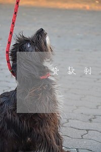 贷款利率和逾期罚息利率 贷款利率和逾期罚息利率
