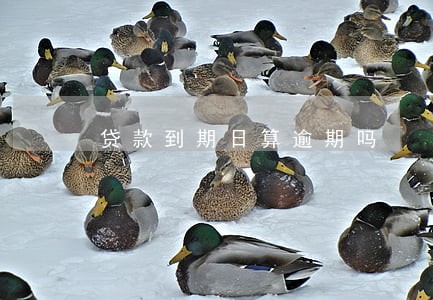 贷款到期日算逾期吗 贷款到期日算逾期吗