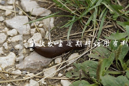 贷款发生逾期对信用有影响吗 贷款发生逾期对信用有影响吗