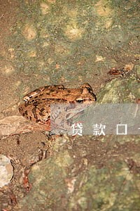 贷款口子无视逾期 贷款口子无视逾期