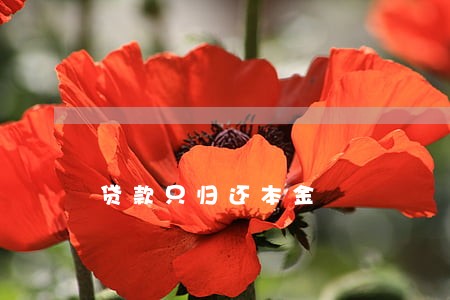 贷款只归还本金 贷款只归还本金