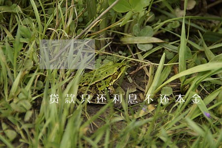 贷款只还利息不还本金 贷款只还利息不还本金