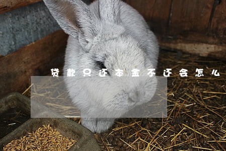 贷款只还本金不还会怎么样