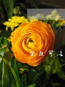 贷款可以逾期20个月 贷款可以逾期20个月