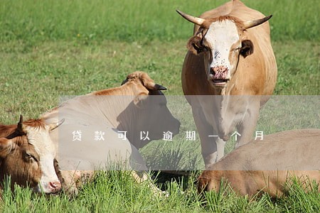贷款可以逾期一个月 贷款可以逾期一个月
