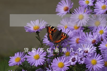 贷款可以逾期几个月 贷款可以逾期几个月