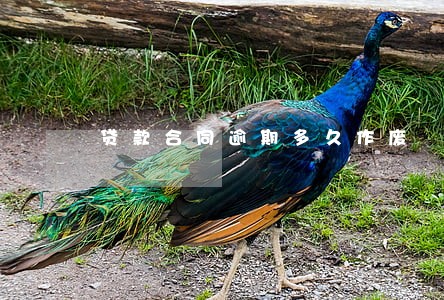 贷款合同逾期多久作废 贷款合同逾期多久作废