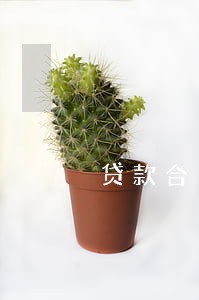贷款合同逾期征信影响 贷款合同逾期征信影响