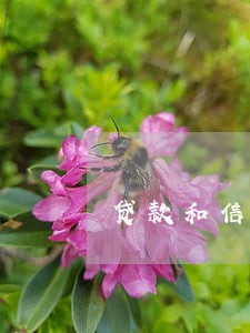 贷款和信用卡逾期几年 贷款和信用卡逾期几年