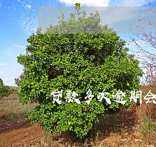贷款多次逾期会有什么后果 贷款多次逾期会有什么后果