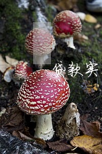 贷款实在没能力还可以只还本金吗 贷款实在没能力还可以只还本金吗