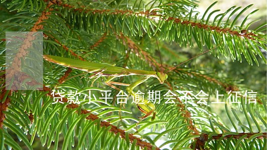 贷款小平台逾期会不会上征信 贷款小平台逾期会不会上征信