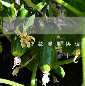 贷款展期协议可在逾期后 贷款展期协议可在逾期后