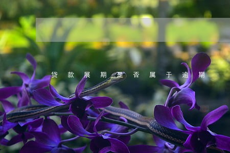贷款展期是否属于逾期 贷款展期是否属于逾期
