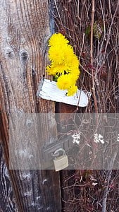 贷款已扣但是显示逾期