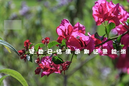 贷款已结清逾期记录能消除吗 贷款已结清逾期记录能消除吗