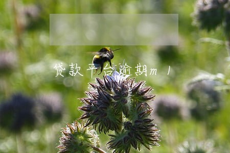 贷款平台逾期m1 贷款平台逾期m1