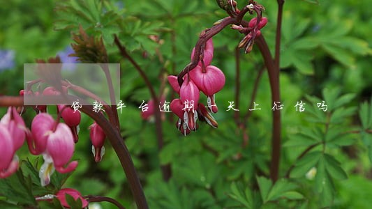 贷款平台逾期一天上征信吗 贷款平台逾期一天上征信吗