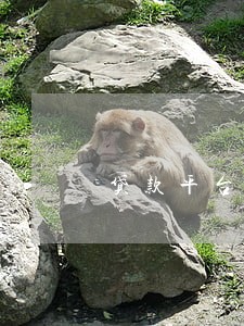 贷款平台逾期两天 贷款平台逾期两天