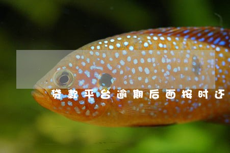 贷款平台逾期后面按时还款了 贷款平台逾期后面按时还款了