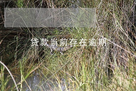 贷款当前存在逾期 贷款当前存在逾期
