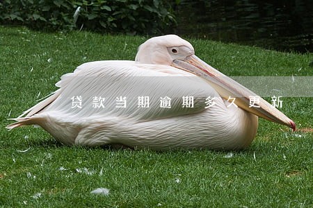 贷款当期逾期多久更新 贷款当期逾期多久更新