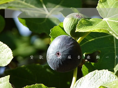 贷款征信报告逾期一天 贷款征信报告逾期一天