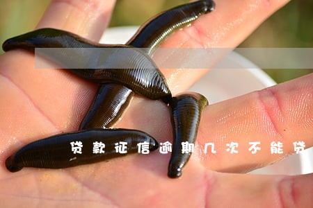 贷款征信逾期几次不能贷款 贷款征信逾期几次不能贷款